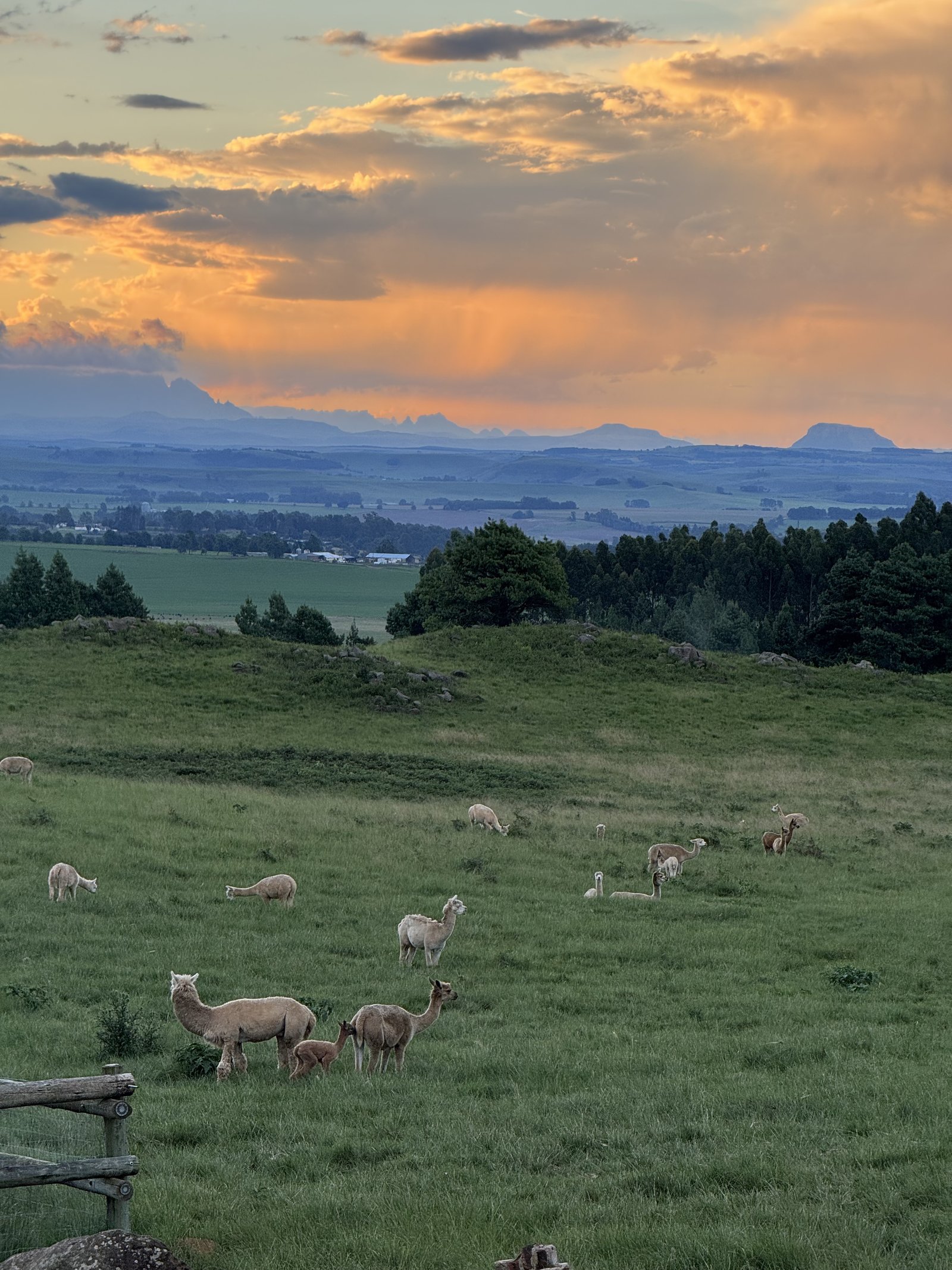 Alpacas grazing at sunset with the Drakensberg behind