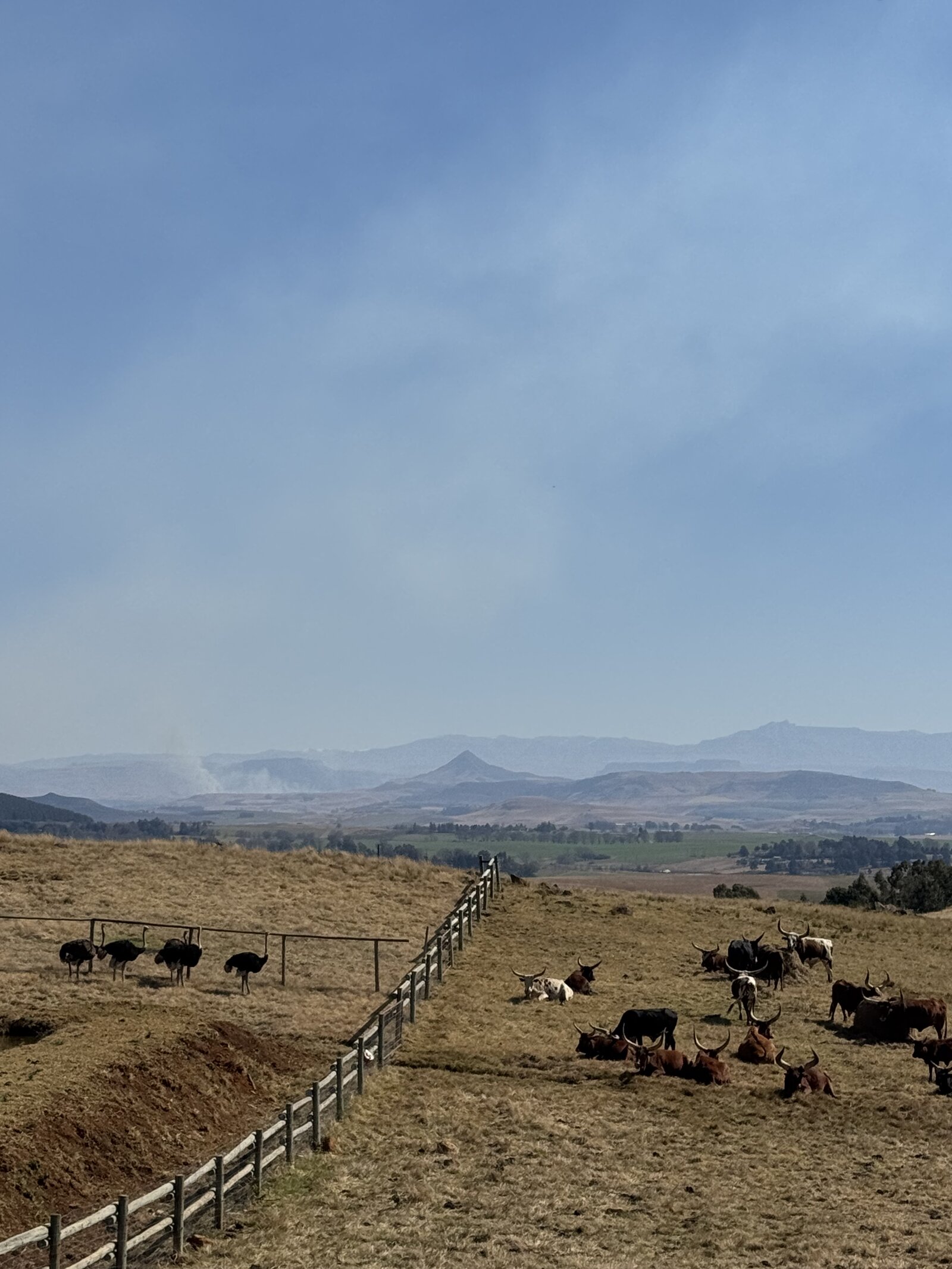 Ostriches and Ankole cattle on the pasture at Netherwood Farm